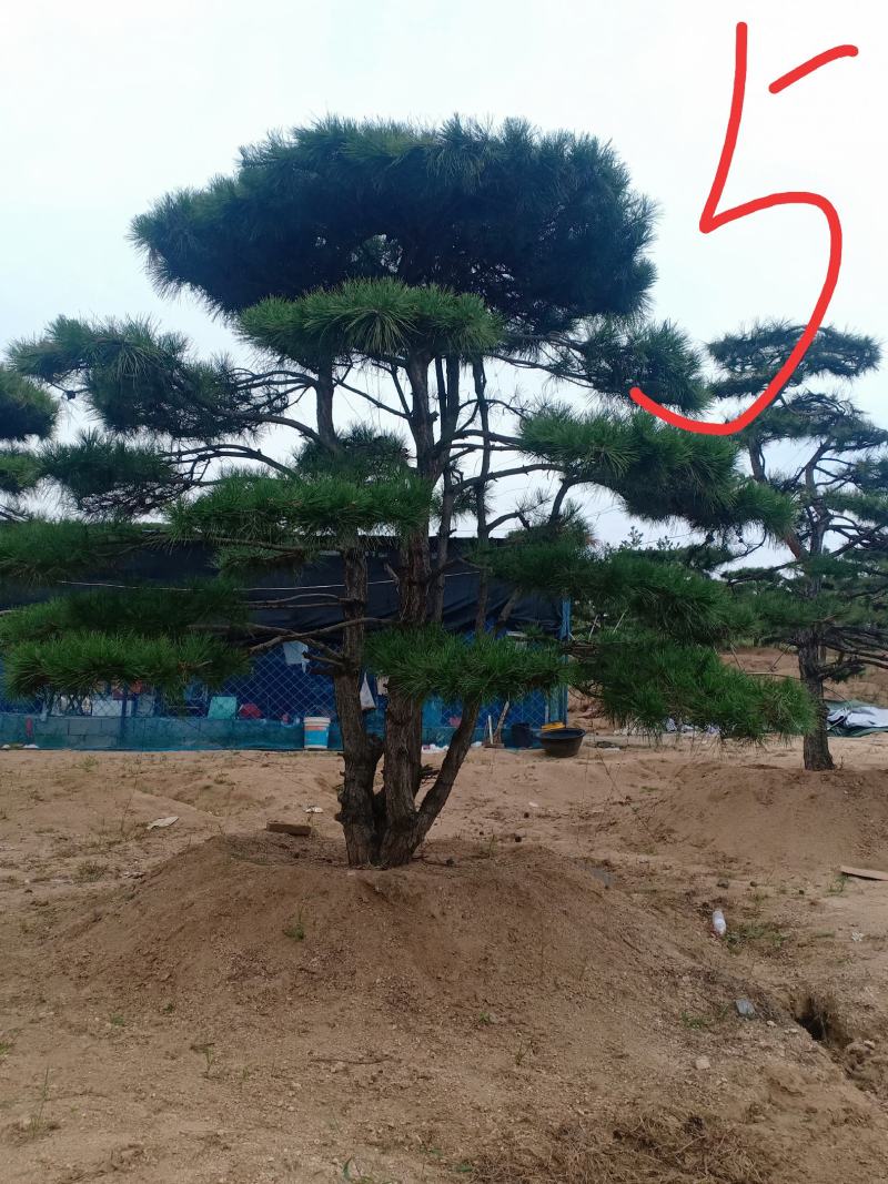 3米的造型油松，造型黑松，路边，小区，公园，别墅区用树