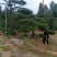 3米的造型油松，造型黑松，路边，小区，公园，别墅区用树