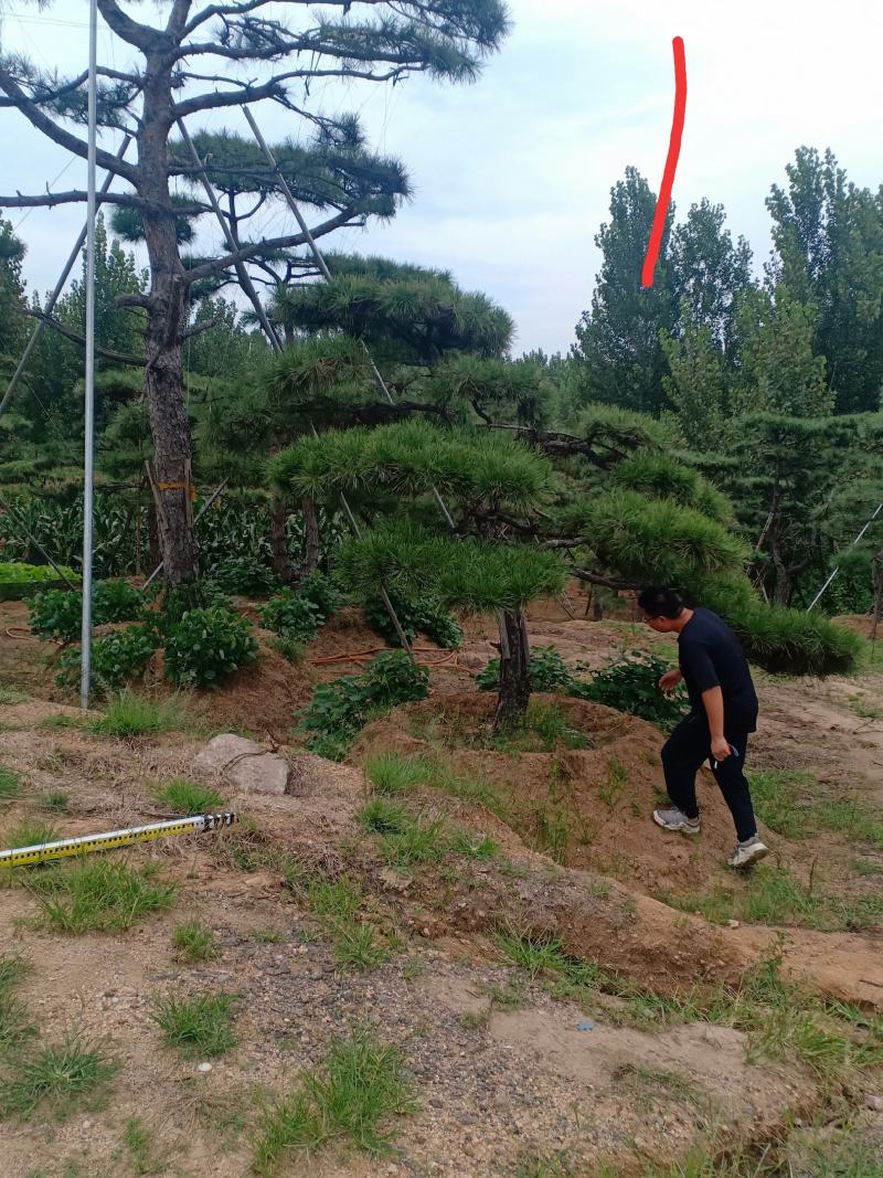 3米的造型油松，造型黑松，路边，小区，公园，别墅区用树