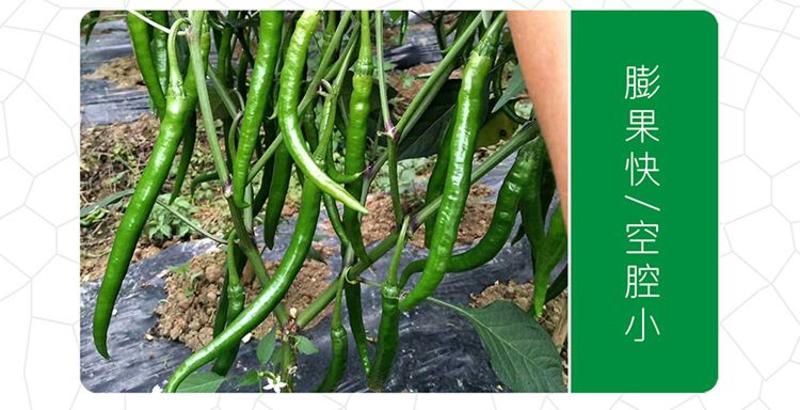 香辣绿霸辣椒种子，深绿色椒长25-30厘米，基地大面积
