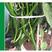 香辣绿霸辣椒种子，深绿色椒长25-30厘米，基地大面积