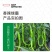 香辣绿霸辣椒种子，深绿色椒长25-30厘米，基地大面积