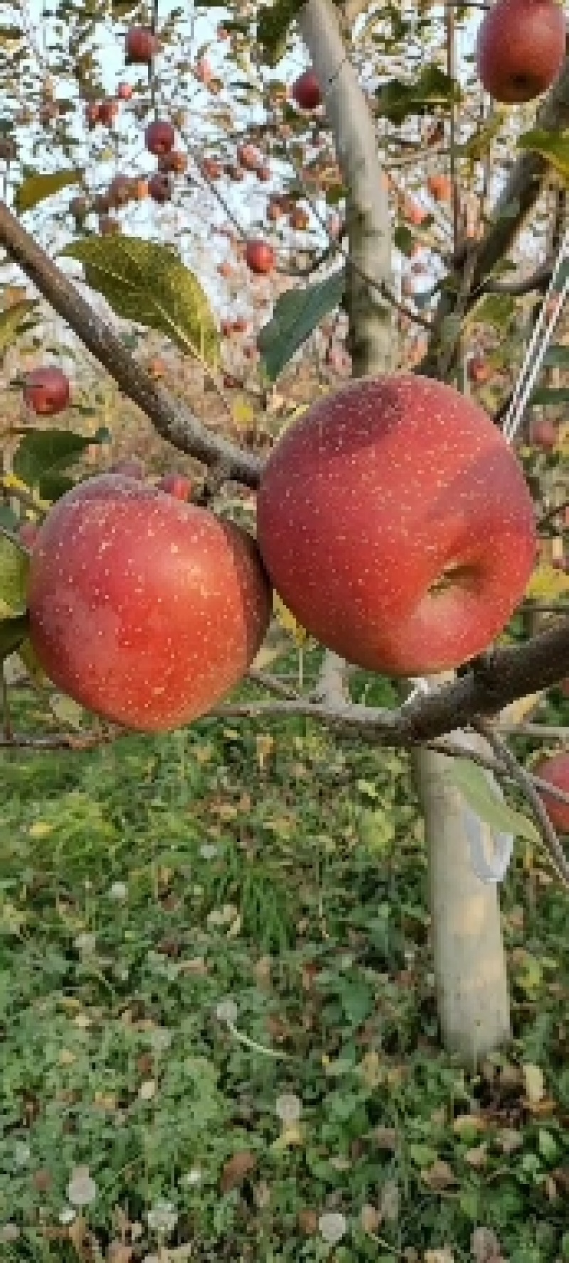 糖心苹果