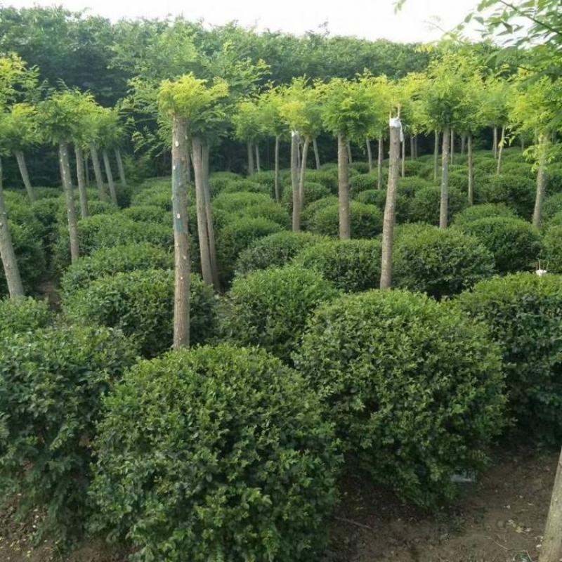 小叶女贞种子护坡灌木种子全国发货量大优惠