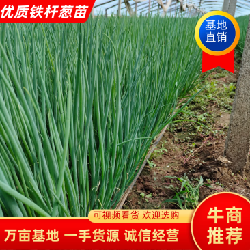 常年出售优质铁杆葱苗,葱种,一代二代均有现大批量接受预订