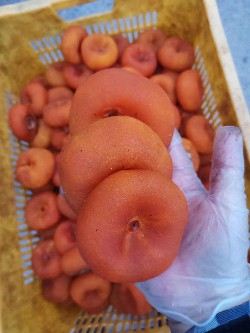 桂林柿饼，广西柿饼圆饼，吊饼大量。大饼，大特柿饼