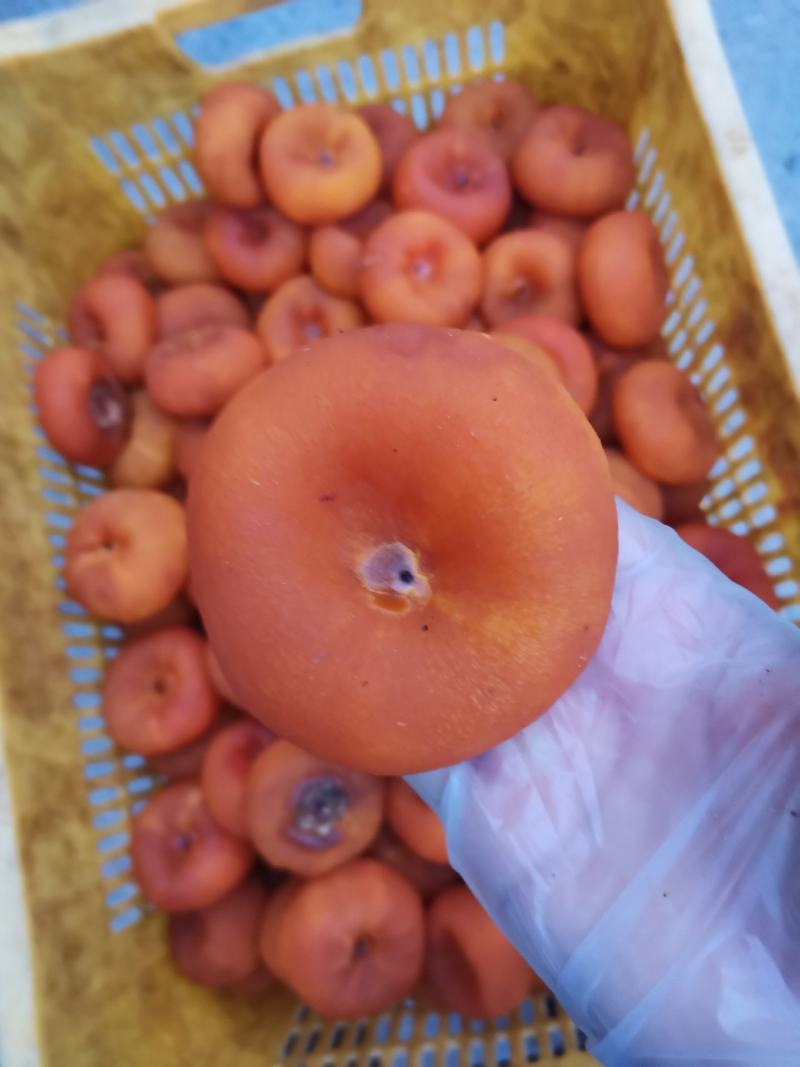 桂林柿饼，广西柿饼圆饼，吊饼大量。大饼，大特柿饼