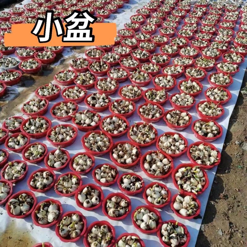 水仙花小盆栽冬季开花植物水培桌面花卉阳台绿植