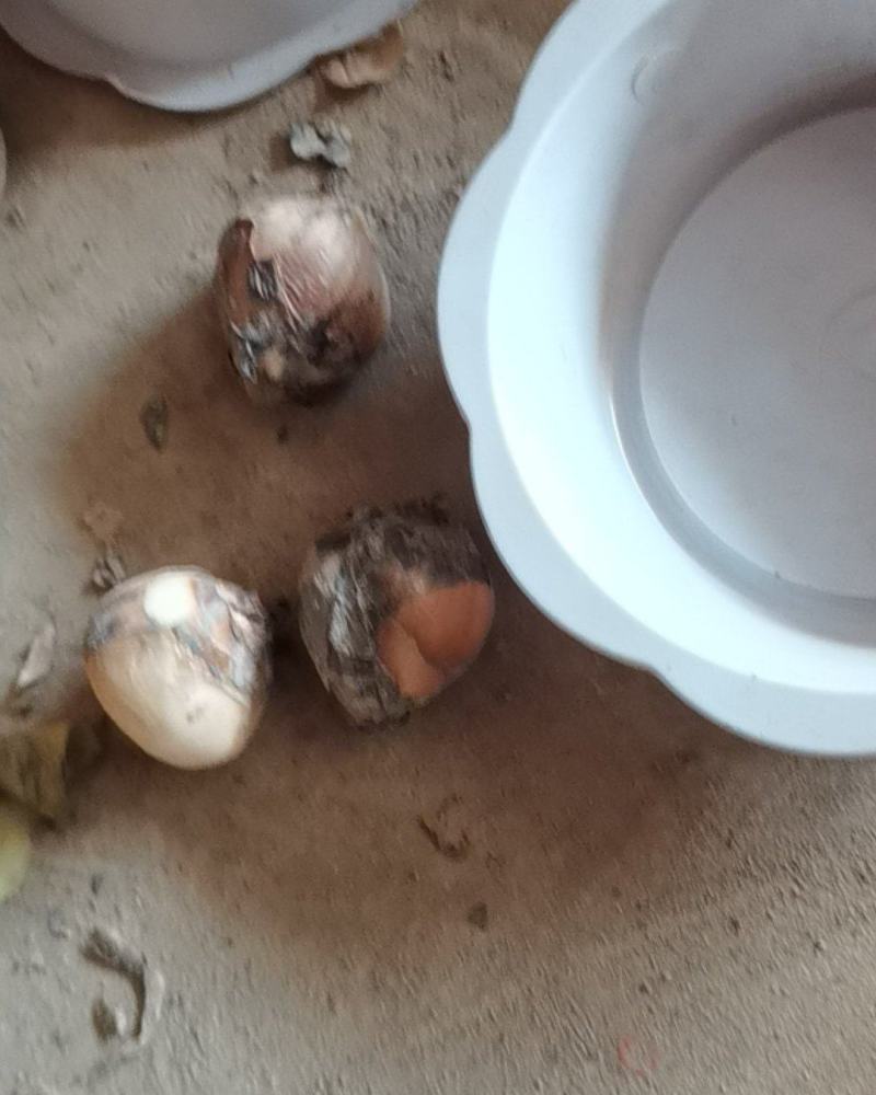 水仙花小盆栽冬季开花植物水培桌面花卉阳台绿植