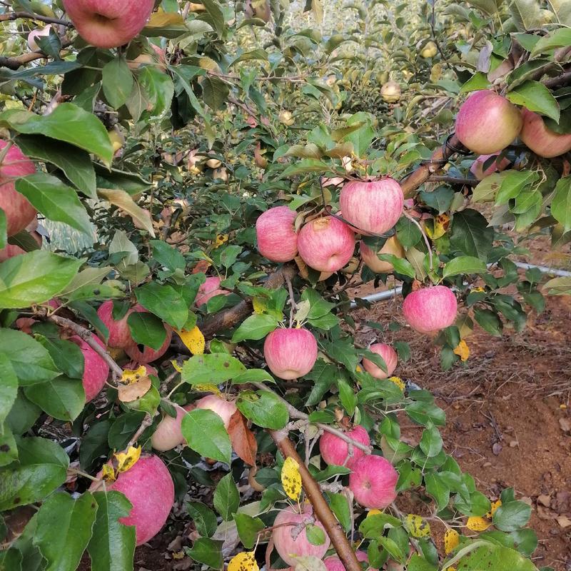 【苹果】青龙红富士苹果产地直发量大从优全国发货