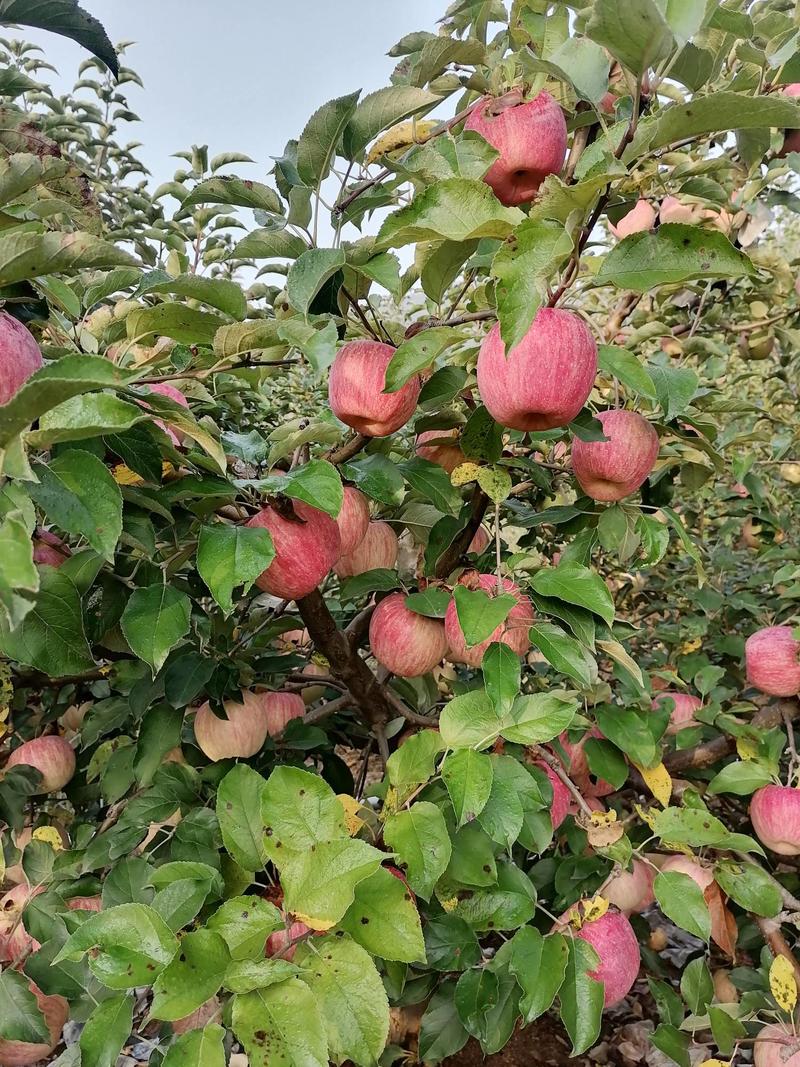 【苹果】青龙红富士苹果产地直发量大从优全国发货