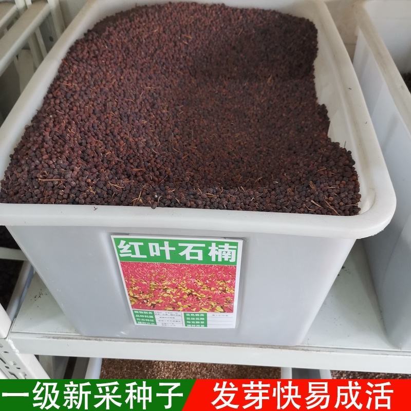 红叶石楠种子四季常青绿化树种子红罗宾火焰红石楠树种子