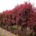 红叶石楠种子四季常青绿化树种子红罗宾火焰红石楠树种子