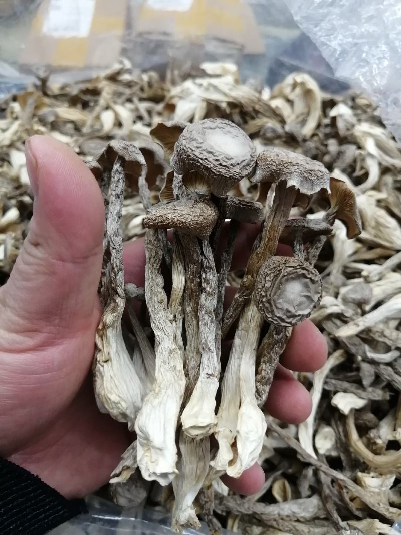 鹿茸菇鹿茸菇干货鹿茸菇大货批发一手货源