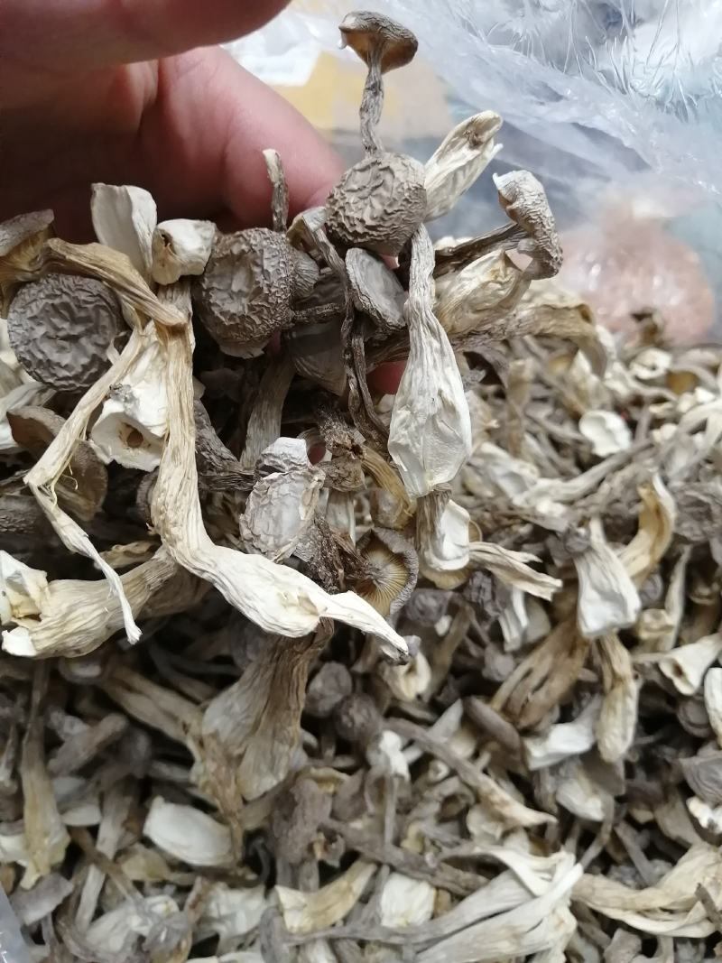 鹿茸菇鹿茸菇干货鹿茸菇大货批发一手货源