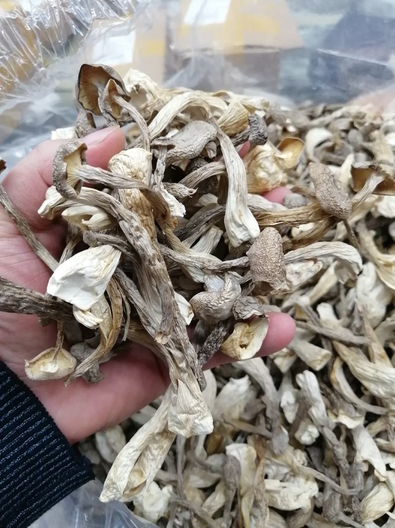 鹿茸菇鹿茸菇干货鹿茸菇大货批发一手货源