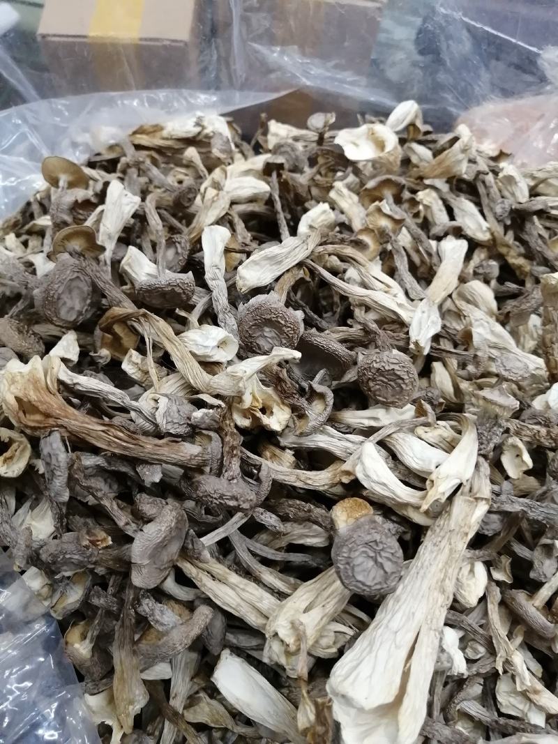 鹿茸菇鹿茸菇干货鹿茸菇大货批发一手货源