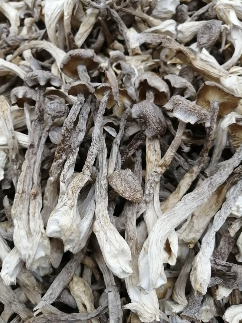 鹿茸菇鹿茸菇干货鹿茸菇大货批发一手货源