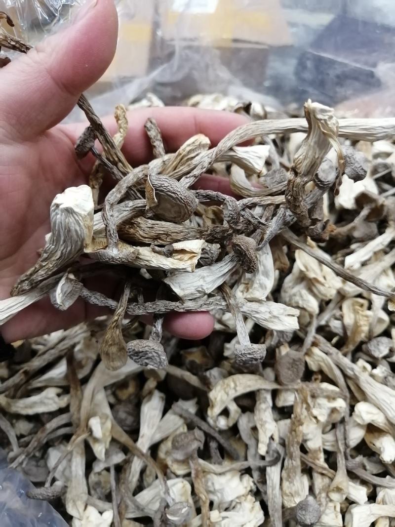 鹿茸菇鹿茸菇干货鹿茸菇大货批发一手货源