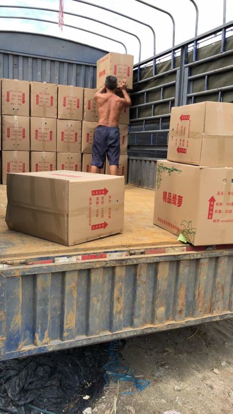 绿萝盆栽批发室内植物新房吸除甲醛盆景绿植水培长藤垂吊绿箩