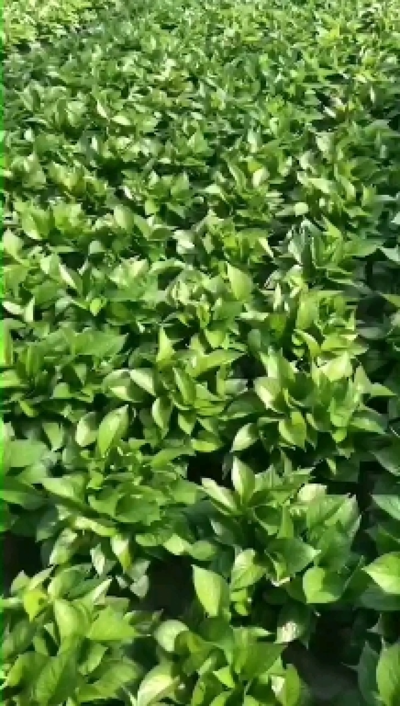 绿萝盆栽批发室内植物新房吸除甲醛盆景绿植水培长藤垂吊绿箩