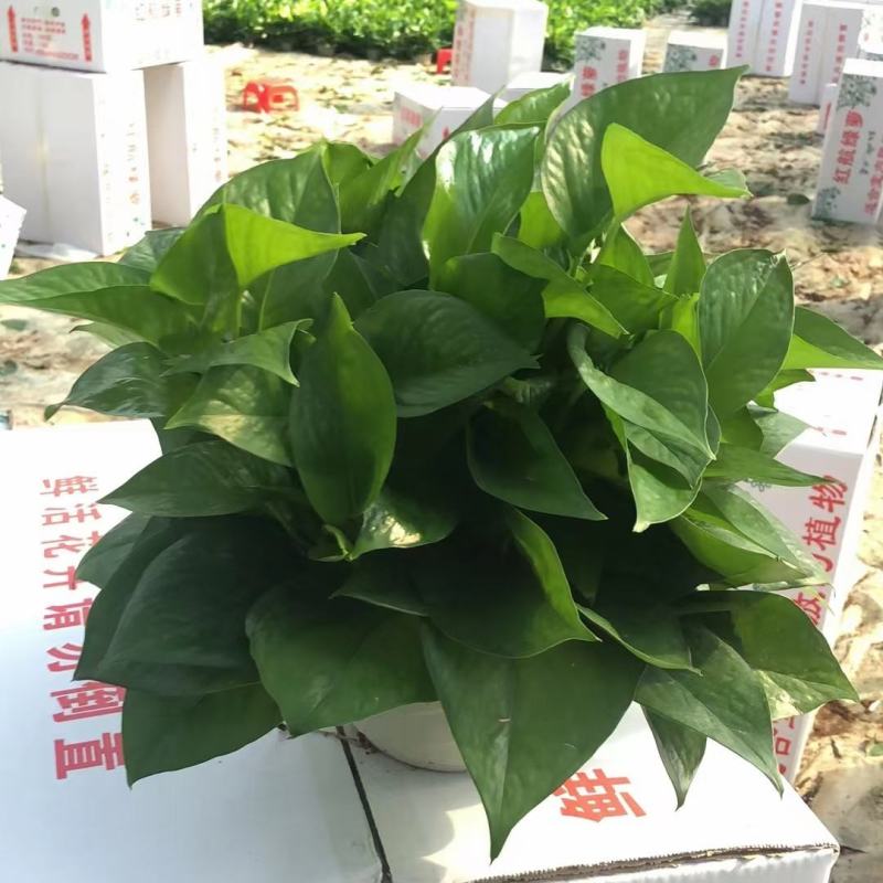 绿萝盆栽批发室内植物新房吸除甲醛盆景绿植水培长藤垂吊绿箩
