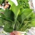 绿萝盆栽批发室内植物新房吸除甲醛盆景绿植水培长藤垂吊绿箩