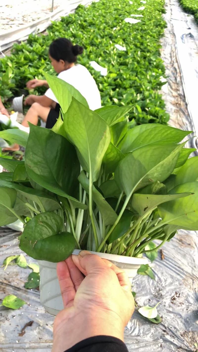 绿萝盆栽批发室内植物新房吸除甲醛盆景绿植水培长藤垂吊绿箩
