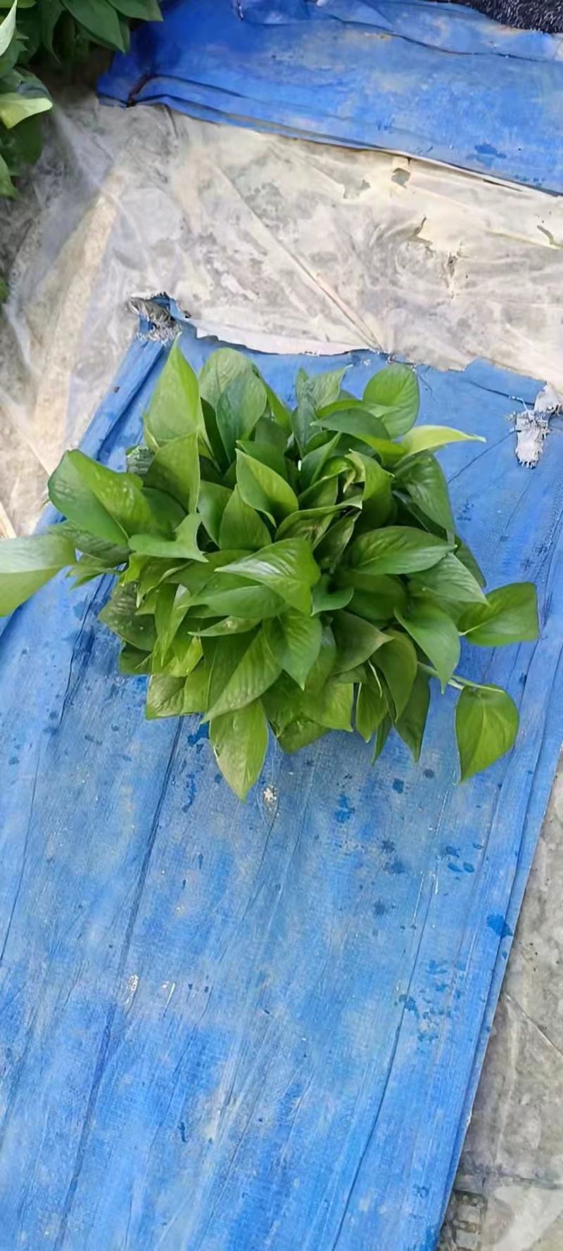 绿萝盆栽批发室内植物新房吸除甲醛盆景绿植水培长藤垂吊绿箩
