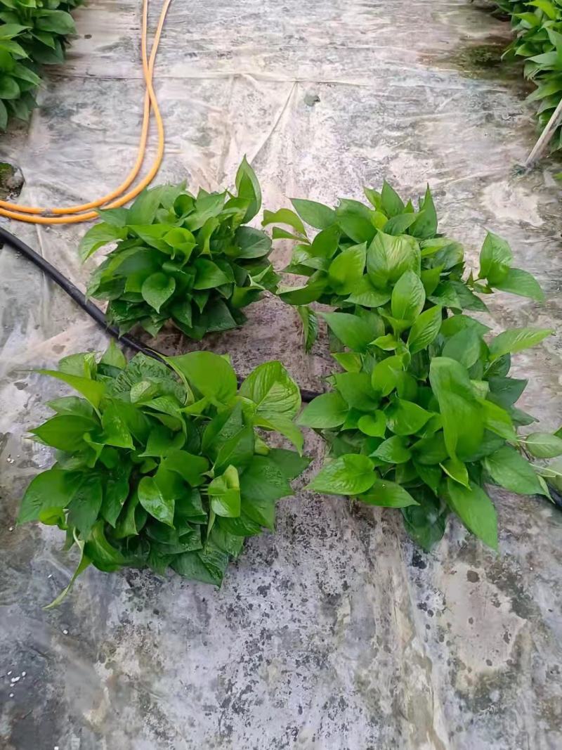 绿萝盆栽批发室内植物新房吸除甲醛盆景绿植水培长藤垂吊绿箩
