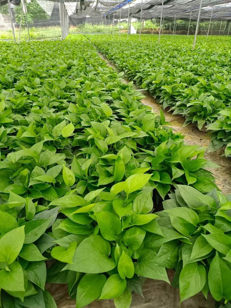 绿萝盆栽批发室内植物新房吸除甲醛盆景绿植水培长藤垂吊绿箩