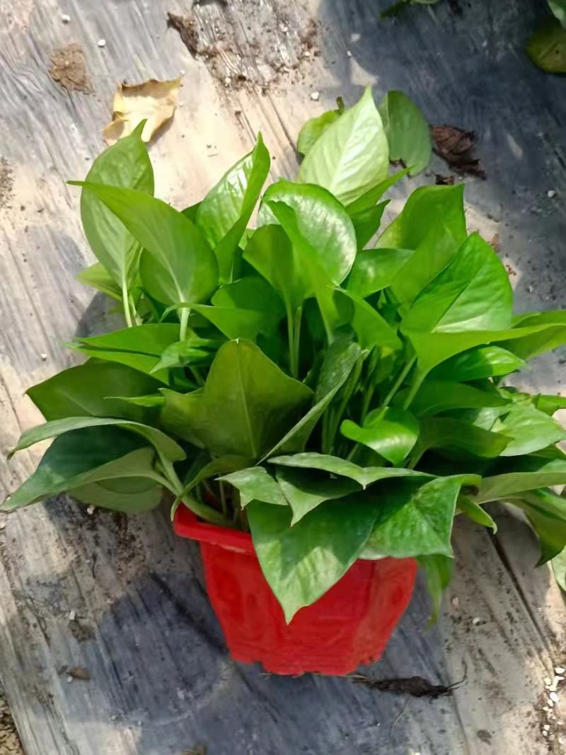 绿萝盆栽批发室内植物新房吸除甲醛盆景绿植水培长藤垂吊绿箩