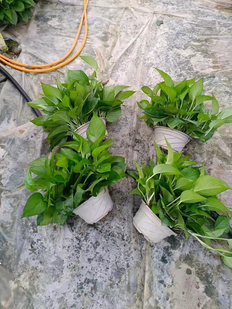 绿萝盆栽批发室内植物新房吸除甲醛盆景绿植水培长藤垂吊绿箩