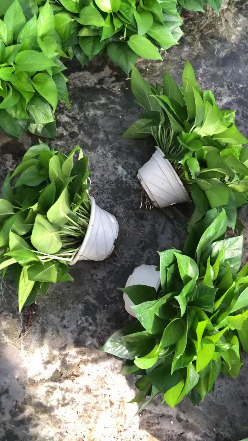 绿萝盆栽批发室内植物新房吸除甲醛盆景绿植水培长藤垂吊绿箩