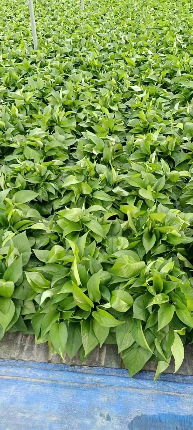 绿萝盆栽批发室内植物新房吸除甲醛盆景绿植水培长藤垂吊绿箩