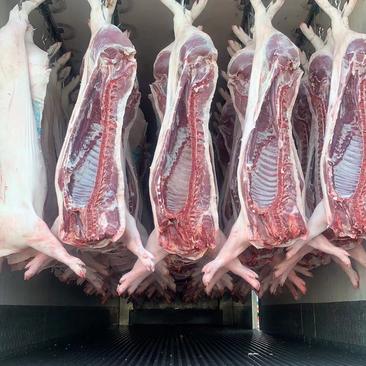 宁波慈溪余姚发货，正大猪肉白条新鲜厂家直发量大从优腊肉