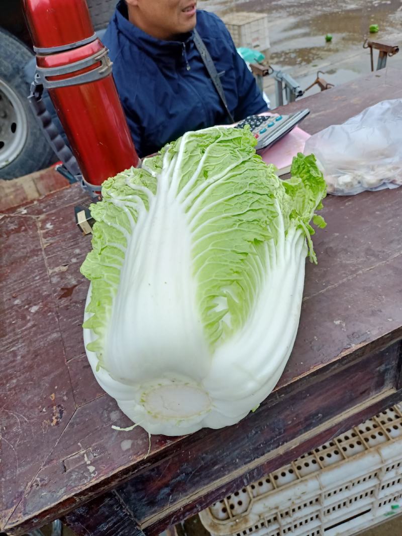 河北黄心大白菜发往全国价格便宜质量保证
