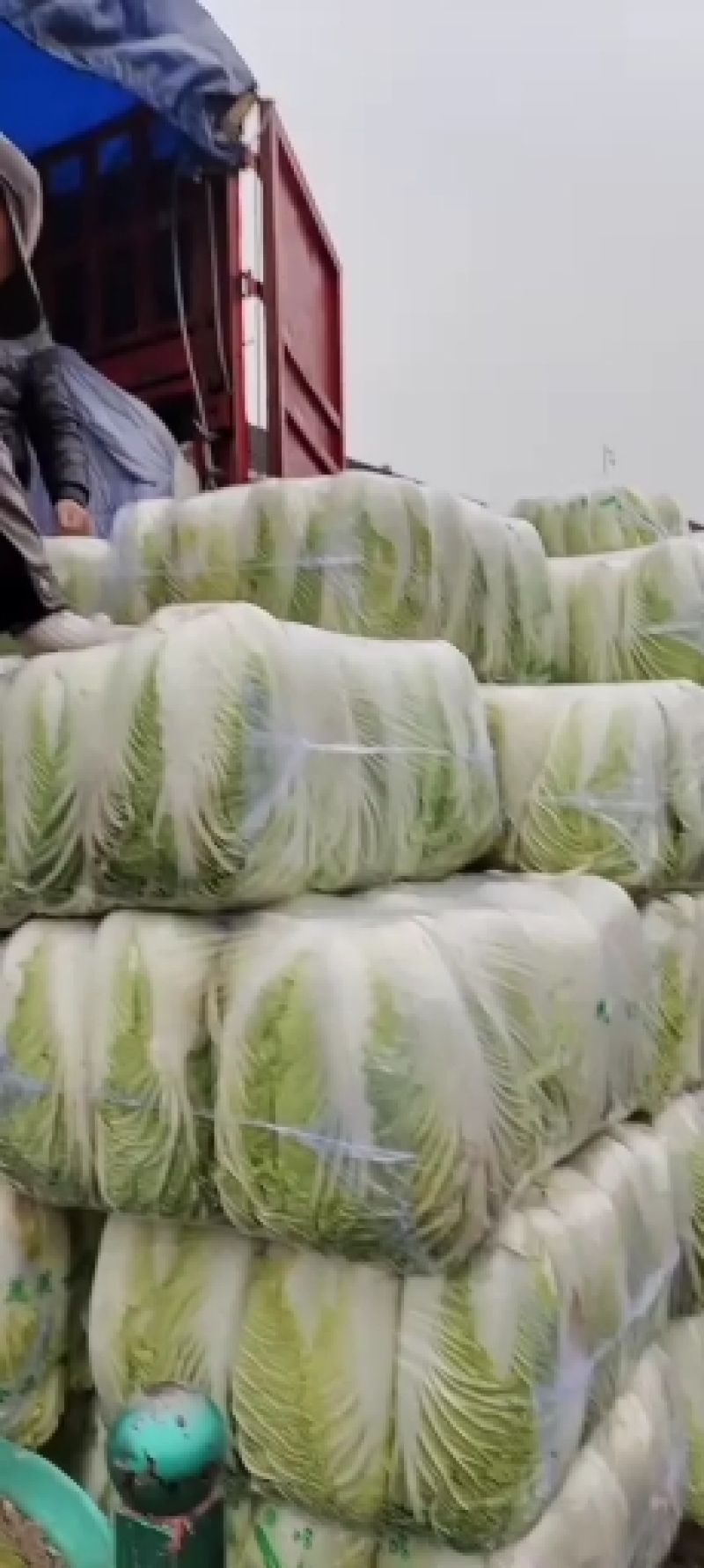 河北黄心大白菜发往全国价格便宜质量保证