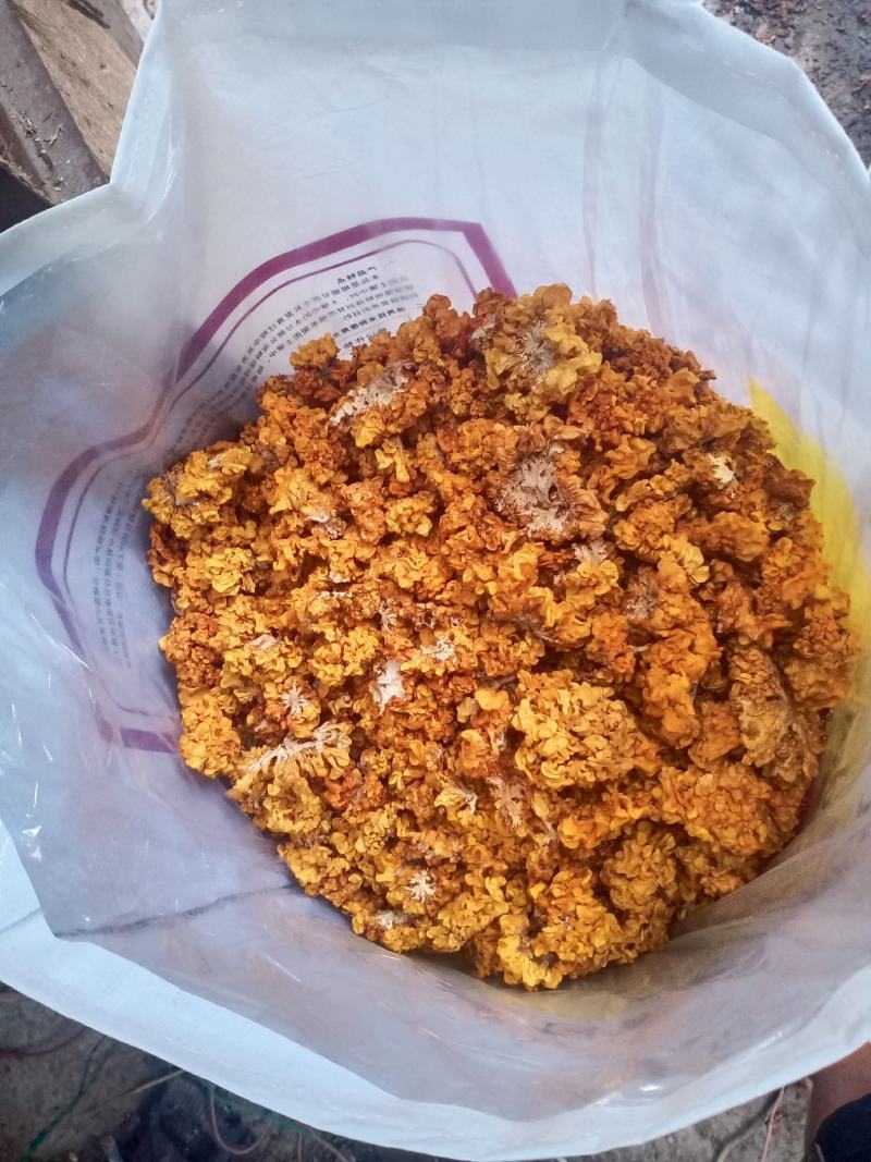 金木耳(纯干货)自家砍树种植的