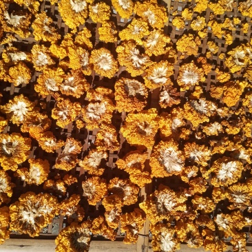 金木耳(纯干货)自家砍树种植的