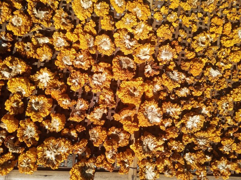 金木耳(纯干货)自家砍树种植的