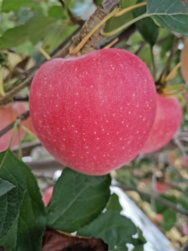 陕西纸袋红富士苹果大量上市，早晚温差大口感脆甜。全国发货