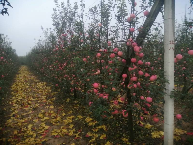 陕西纸袋红富士苹果大量上市，早晚温差大口感脆甜。全国发货