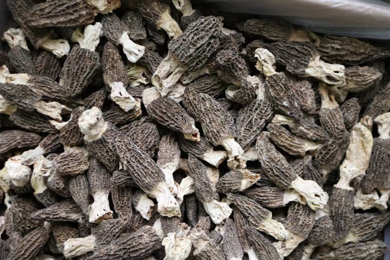 AA特大号羊肚菌颜色好很厚肉均匀全部大个头