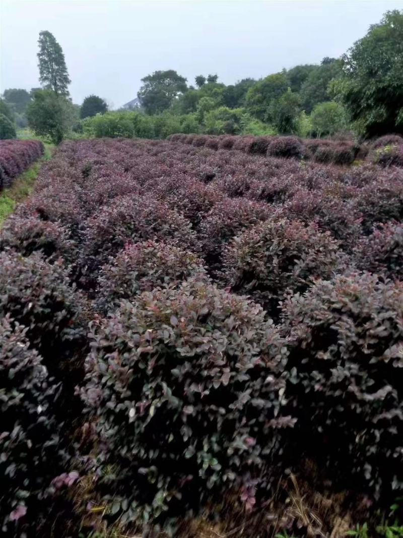 橡皮树黑金刚盆栽花卉客厅室内绿叶大叶四季常青型植物净化空