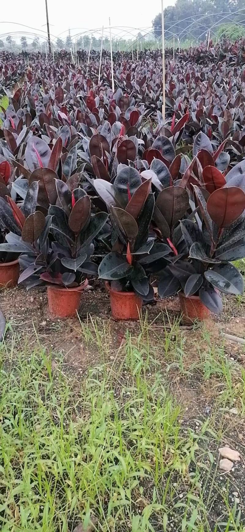 橡皮树黑金刚盆栽花卉客厅室内绿叶大叶四季常青型植物净化空