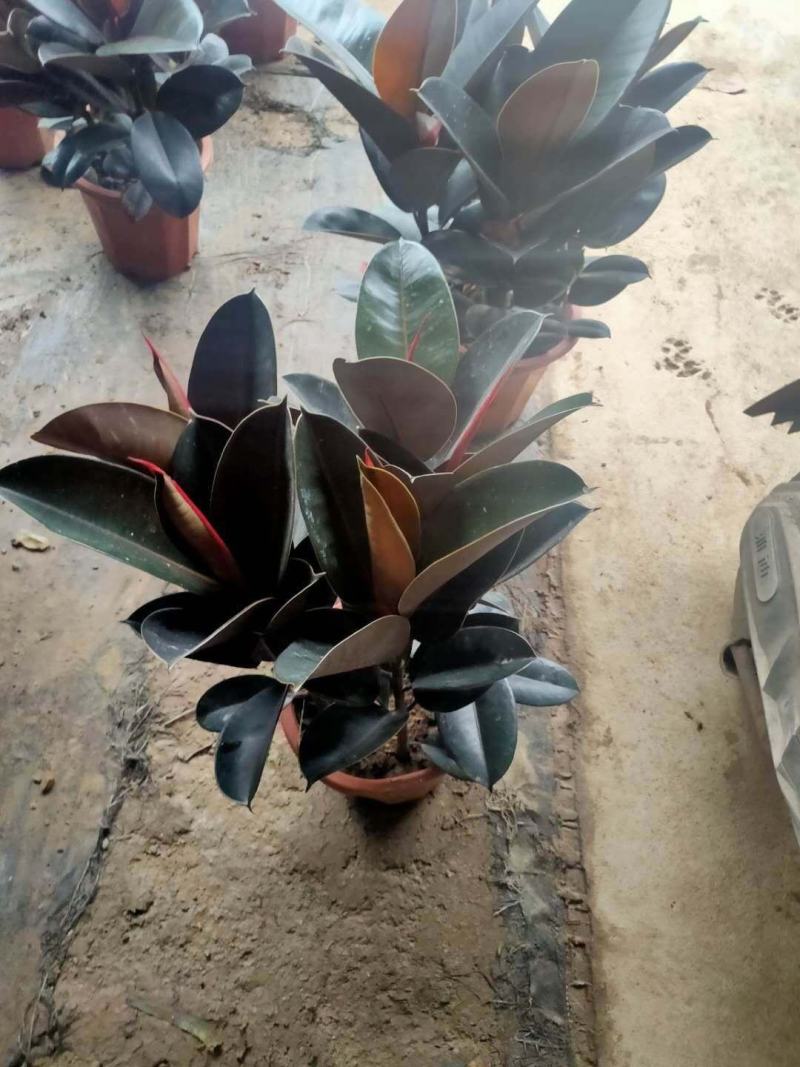 橡皮树黑金刚盆栽花卉客厅室内绿叶大叶四季常青型植物净化空