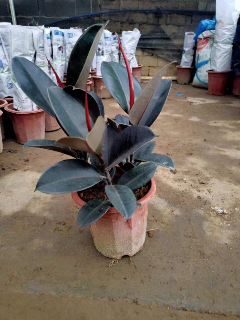 橡皮树黑金刚盆栽花卉客厅室内绿叶大叶四季常青型植物净化空