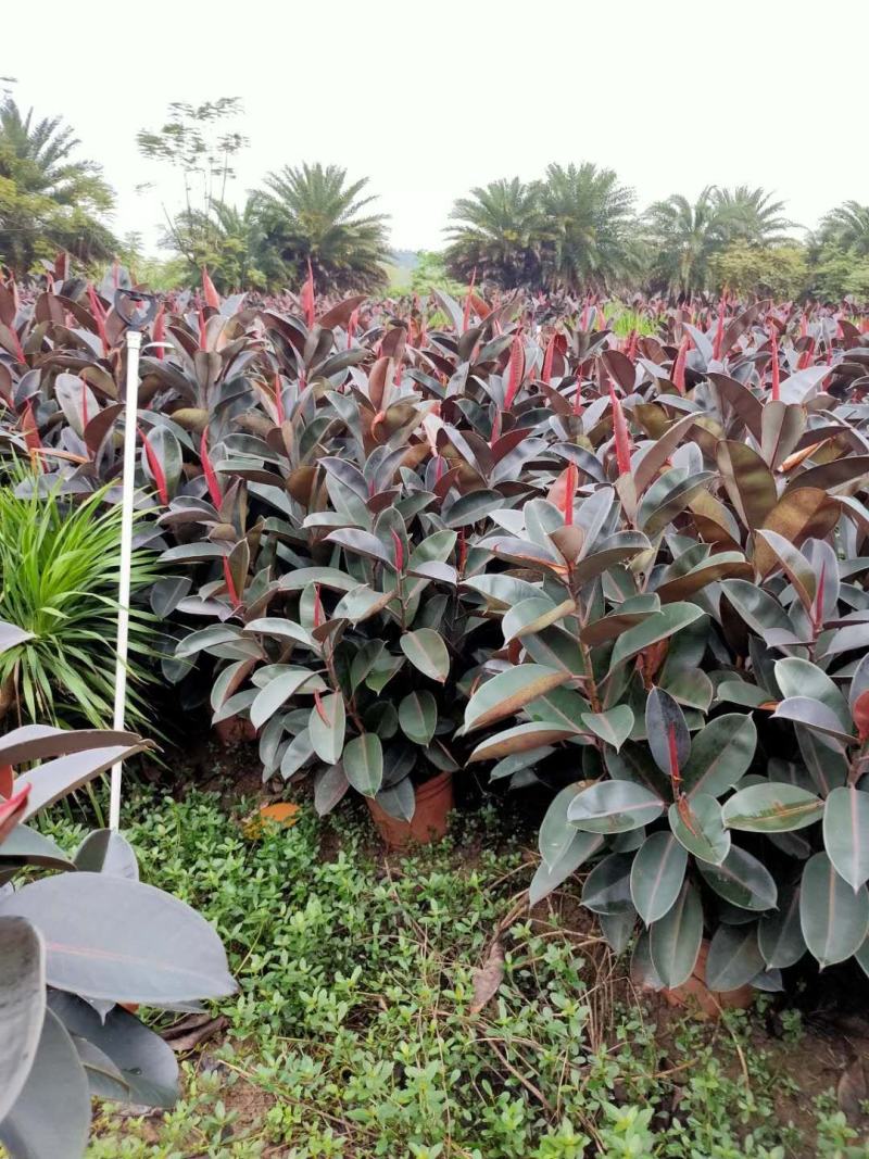 橡皮树黑金刚盆栽花卉客厅室内绿叶大叶四季常青型植物净化空