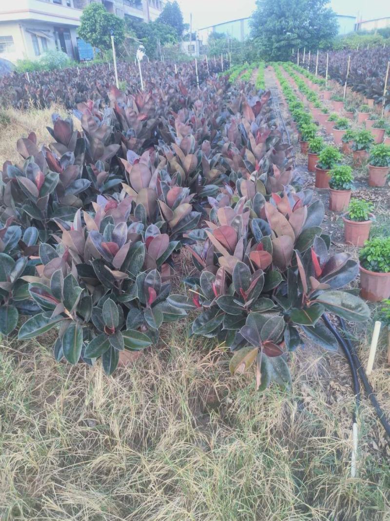 橡皮树黑金刚盆栽花卉客厅室内绿叶大叶四季常青型植物净化空